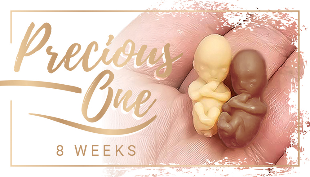 Fetal Model, Precious One, 8 week Brown Individually Pkgd English Card: Pack of (50)