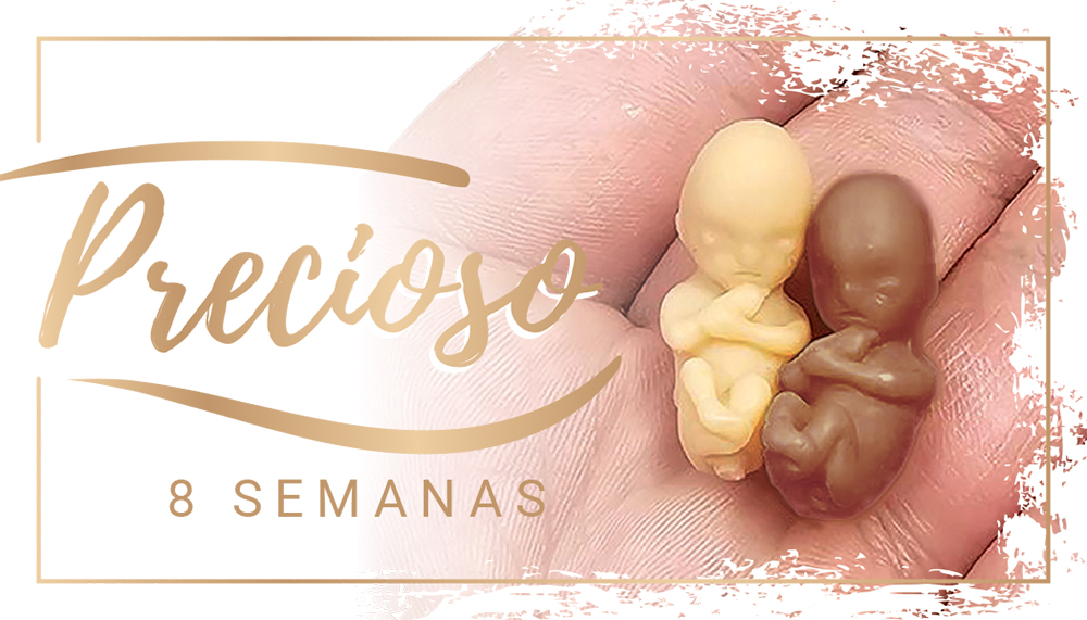 Fetal Model, Precious One, 8 Week Ethnic, Spanish Card: Pack of (50)