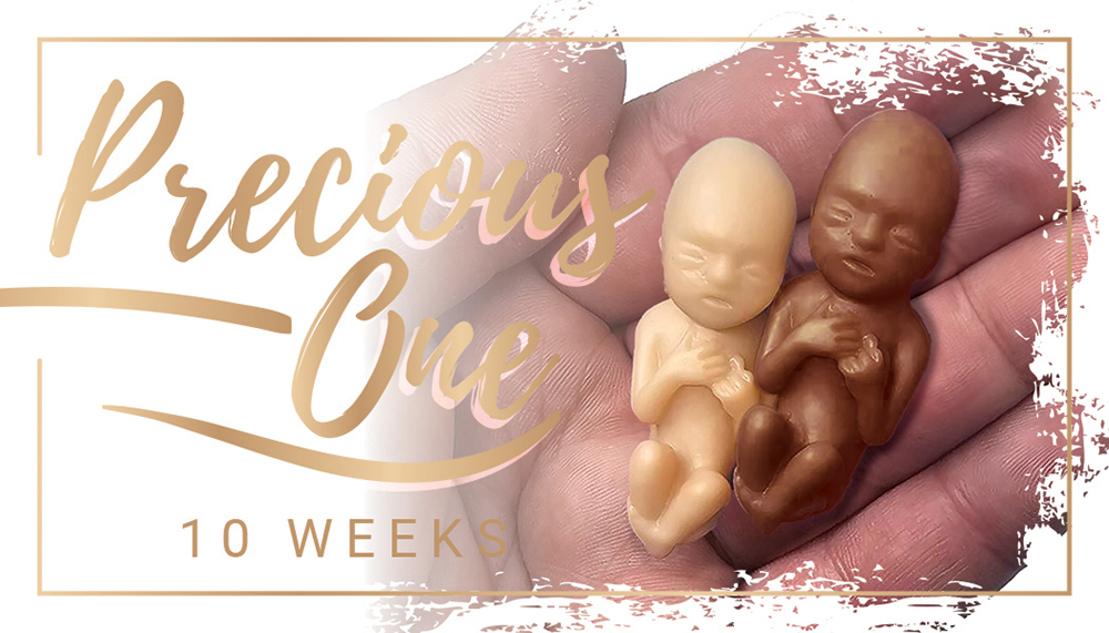 Fetal Model, Precious One, 10 Week Brown Individually Pkgd -English Card: Pack of (50)