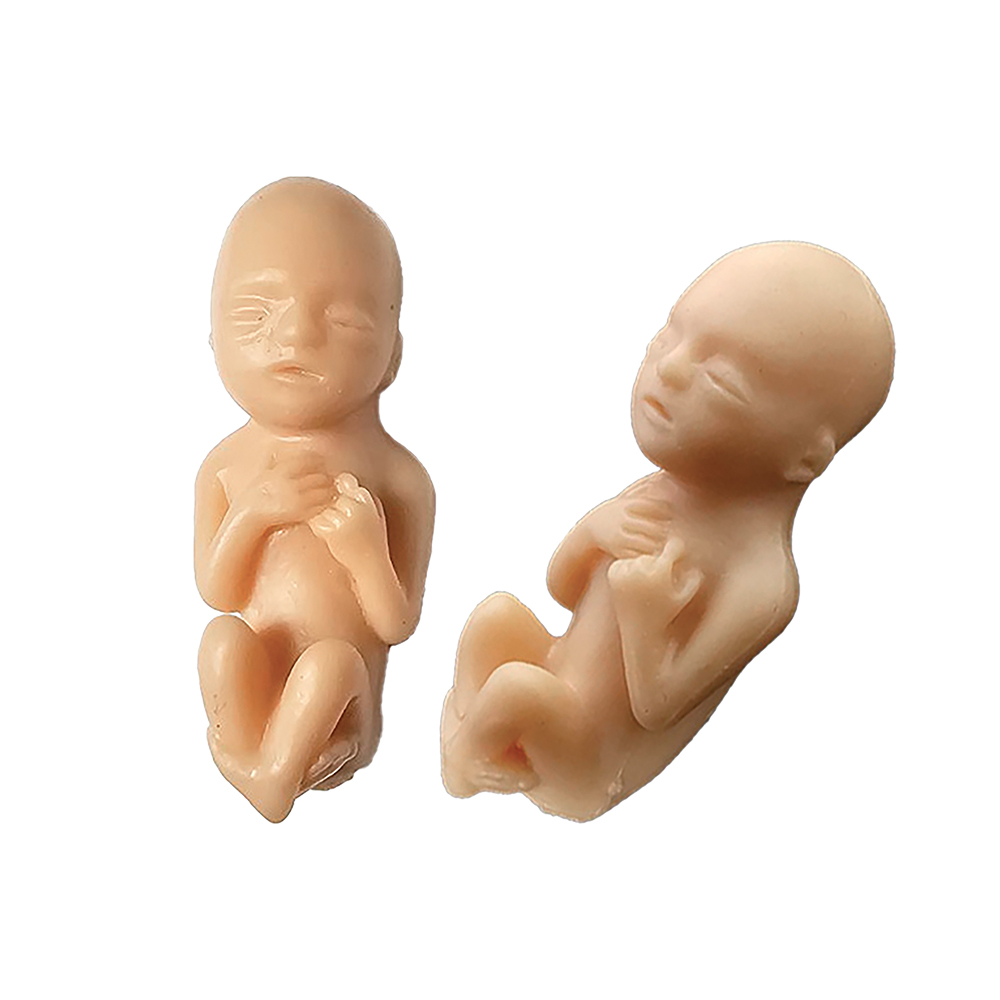 Fetal Model, Precious One, 10 Week White  English Card , 50/pk