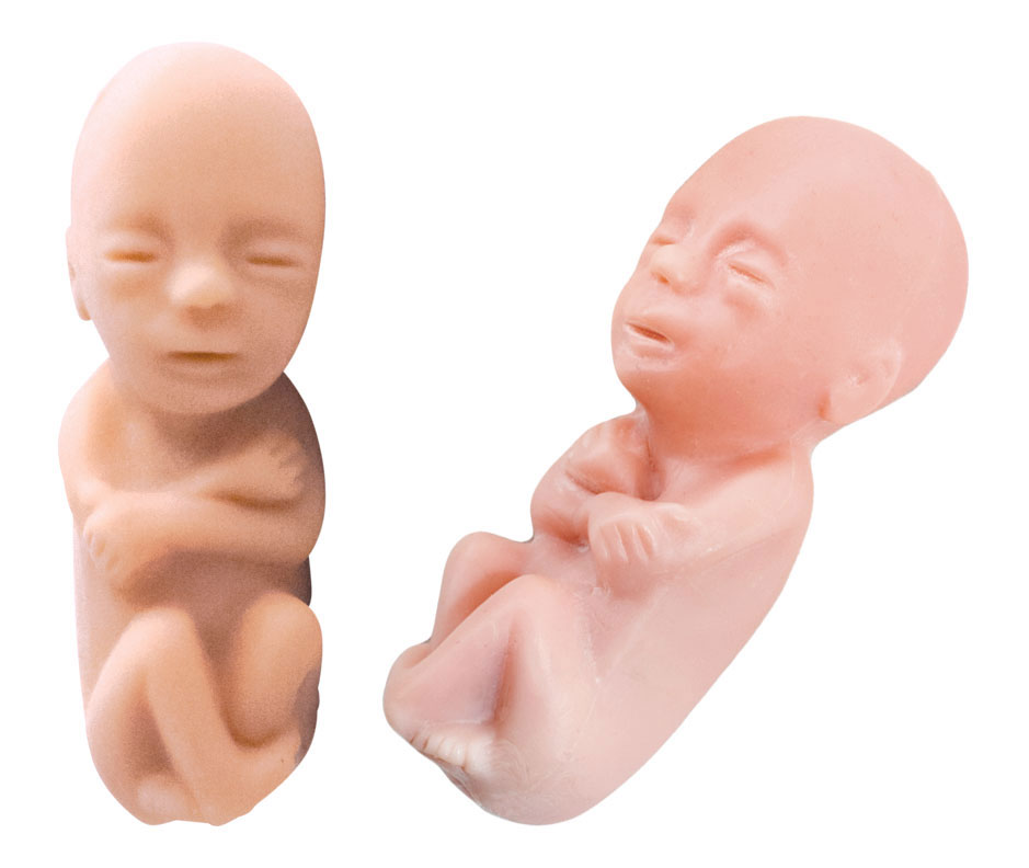 Fetal Model, Precious One, Spanish Card: 50/pk
