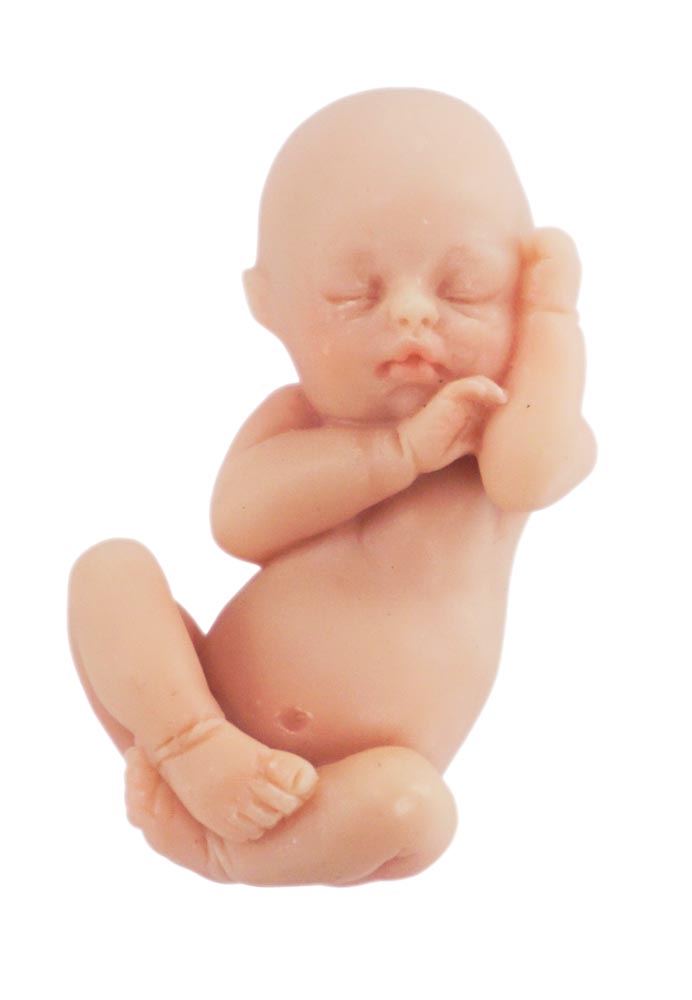 Fetal Model, Baby Innocence