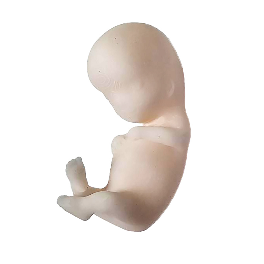 Fetal Model, Tiny Baby, 50/pk