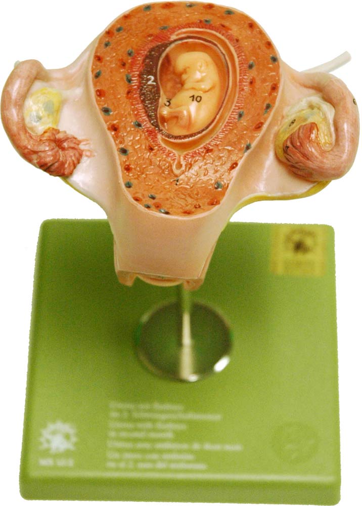 Fetal Model, Somso, 6 Models