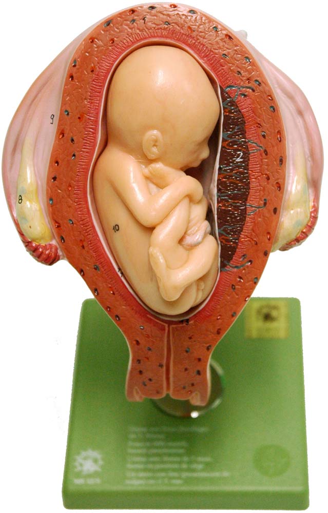Fetal Model, Somso, 6 Models