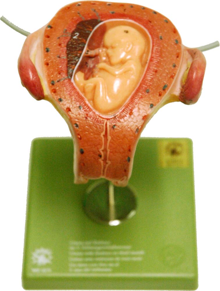 Fetal Model, Somso, 8 Models