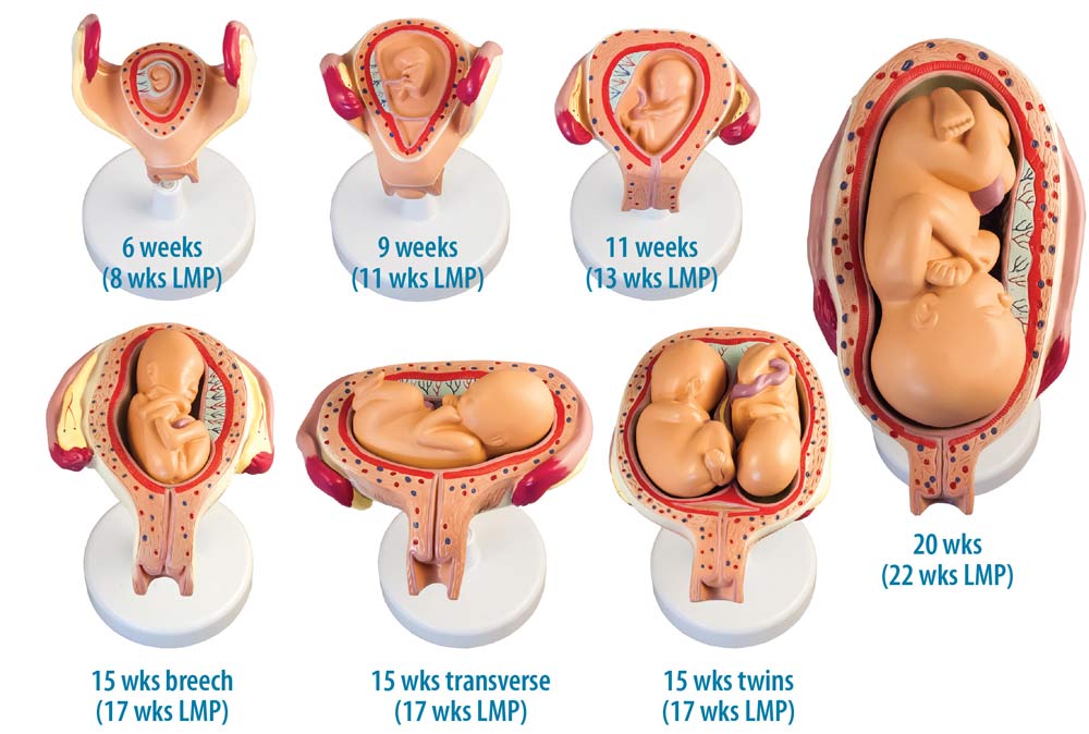 Fetal Model, Stages of Fetal Development 7 piece