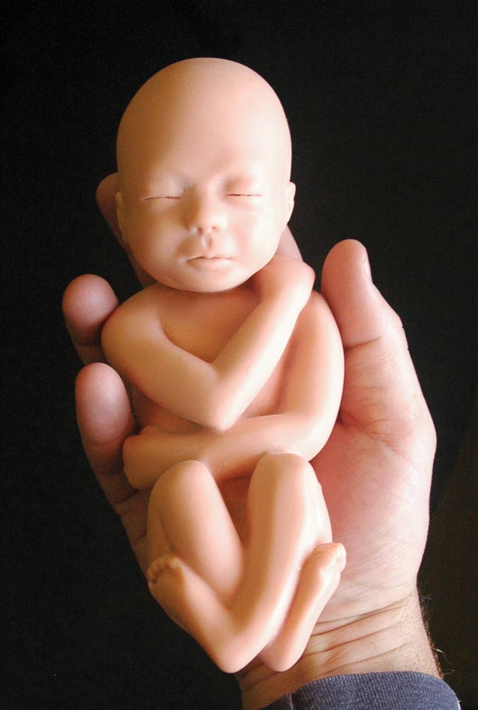 Fetal Model, Touch of Life, Baby Eve - White