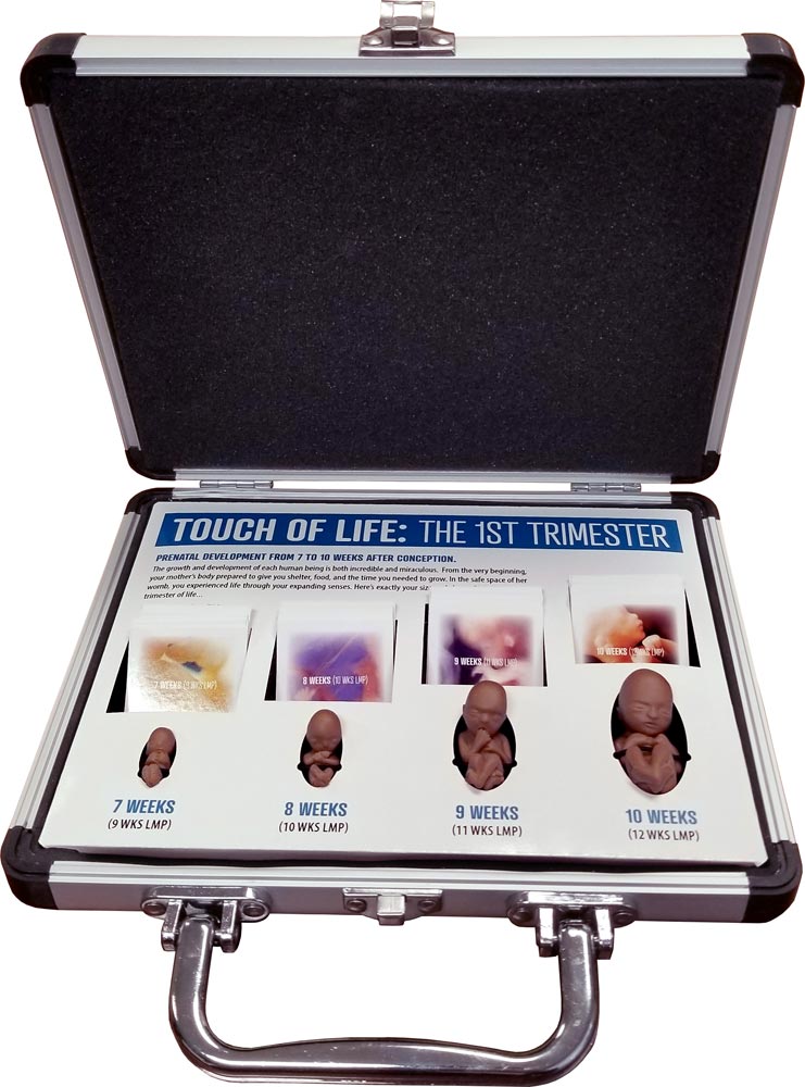 Fetal Model, Touch of Life, 1st Trimester, Black Counseling Version