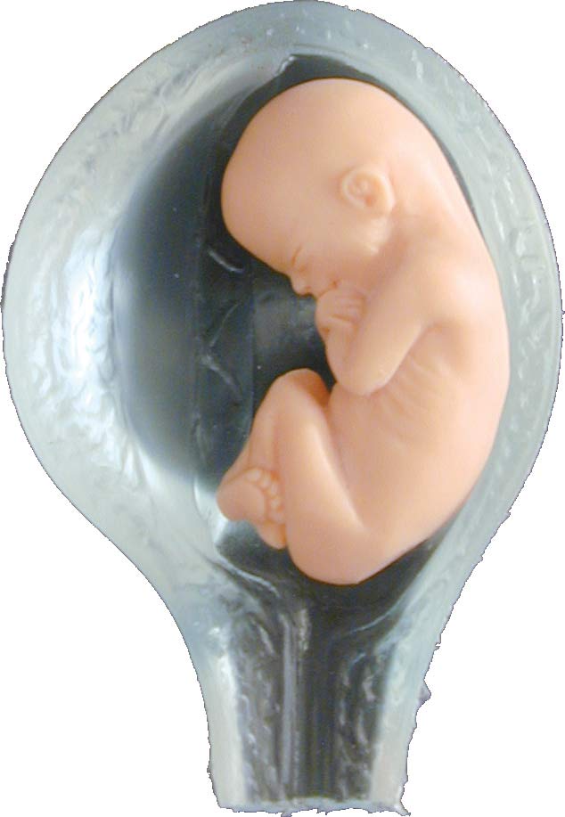 Fetal Model, Touch of Life, In The Womb, White