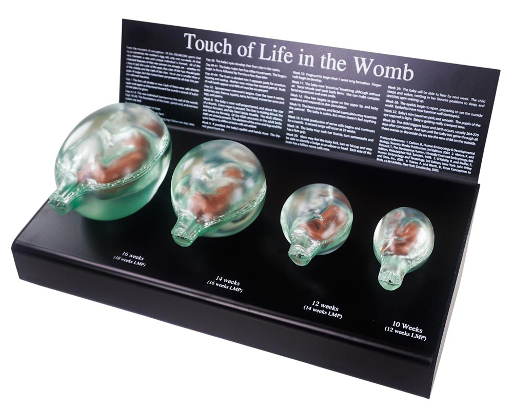 Fetal Model, Touch of Life, In The Womb, Brown