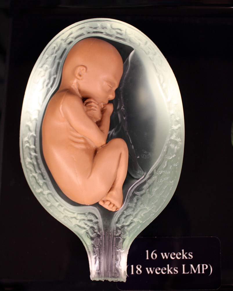 Fetal Model, Touch of Life, In The Womb, Brown