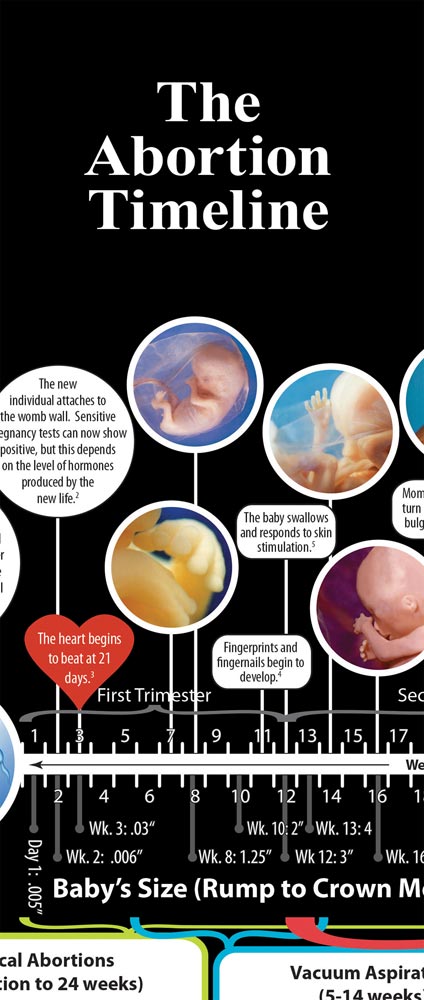 Literature, The Abortion Timeline: Pack of (50)