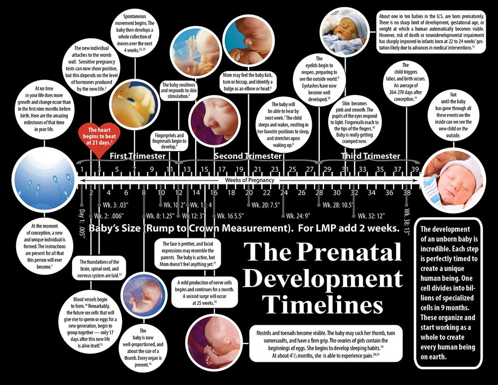 Literature, The Prenatal Timeline: Pack of (50)
