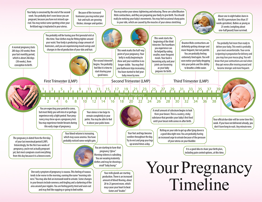 Literature, Your Pregnancy Timeline: Pack of (50)