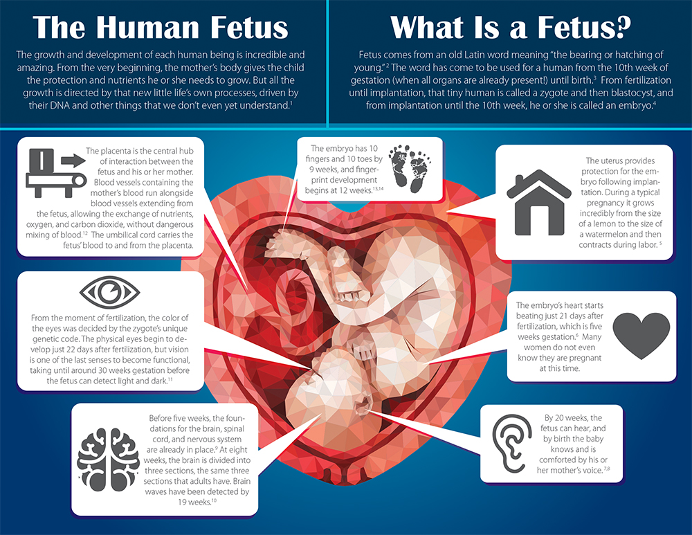 Literature, The Human Fetus: Pack of (50)