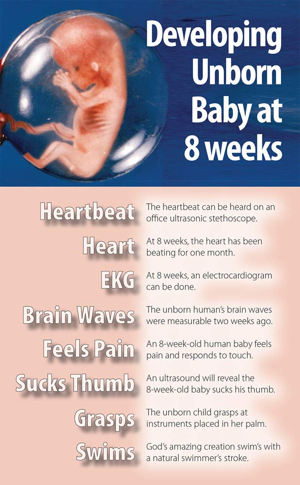 Bulletin, 8 Weeks Developing Unborn Baby: 100/pk